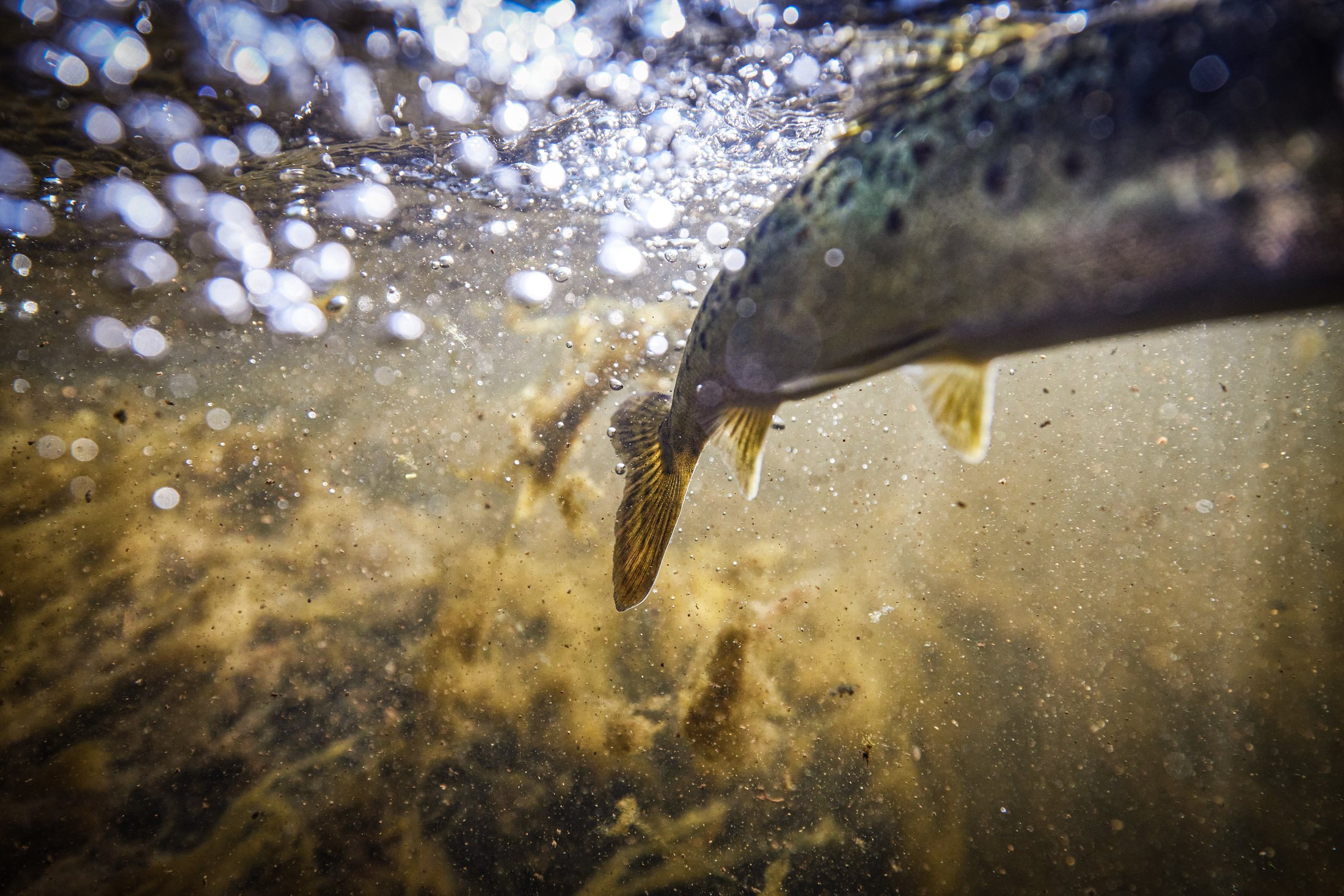 Underwater shot of a trout's tail breaking the surface of the Crooked River, fly fishing photography by Rory Scranton.