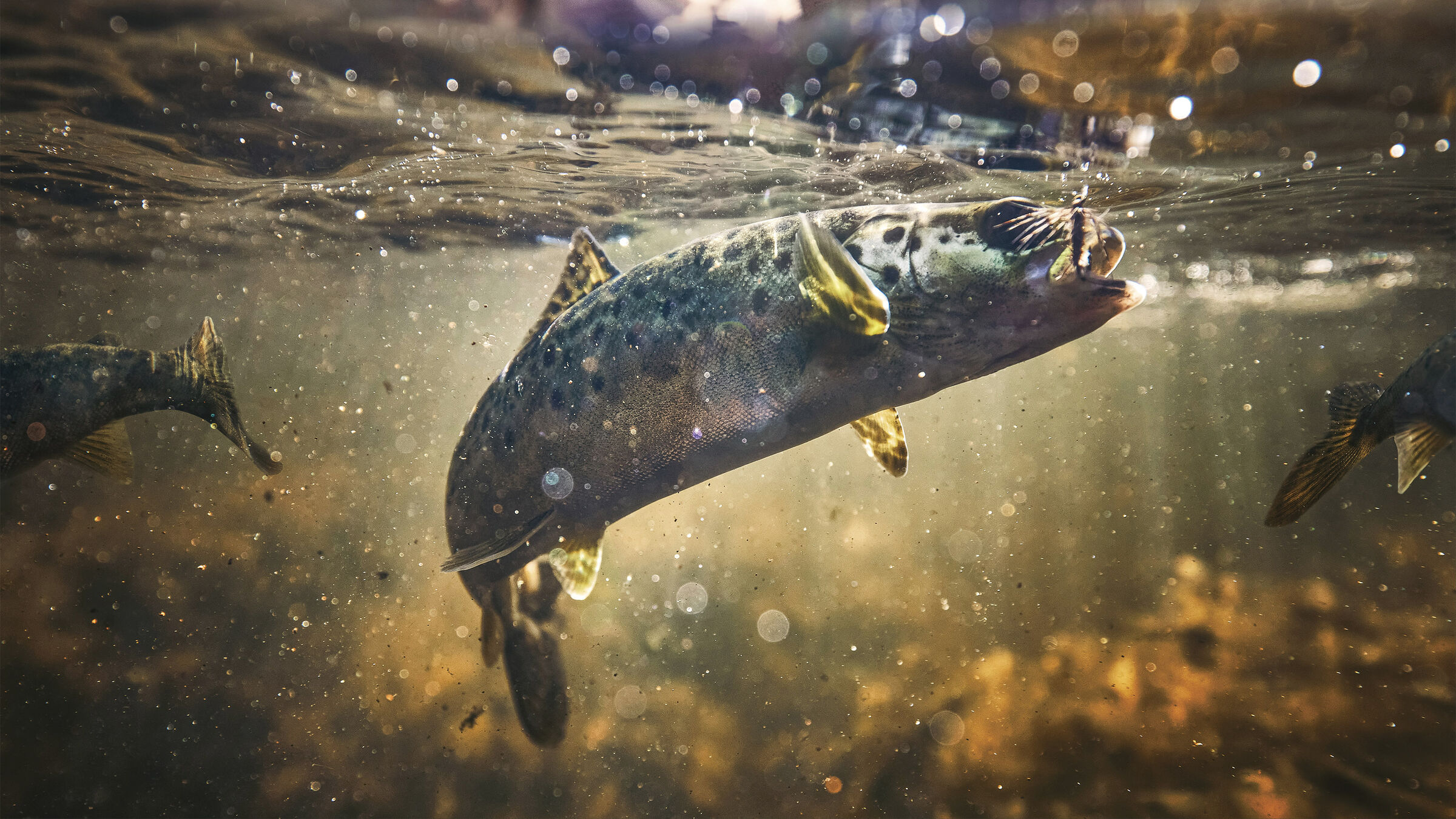 Split underwater shot of a trout taking a dry fly, fly fishing photography by Rory Scranton.
