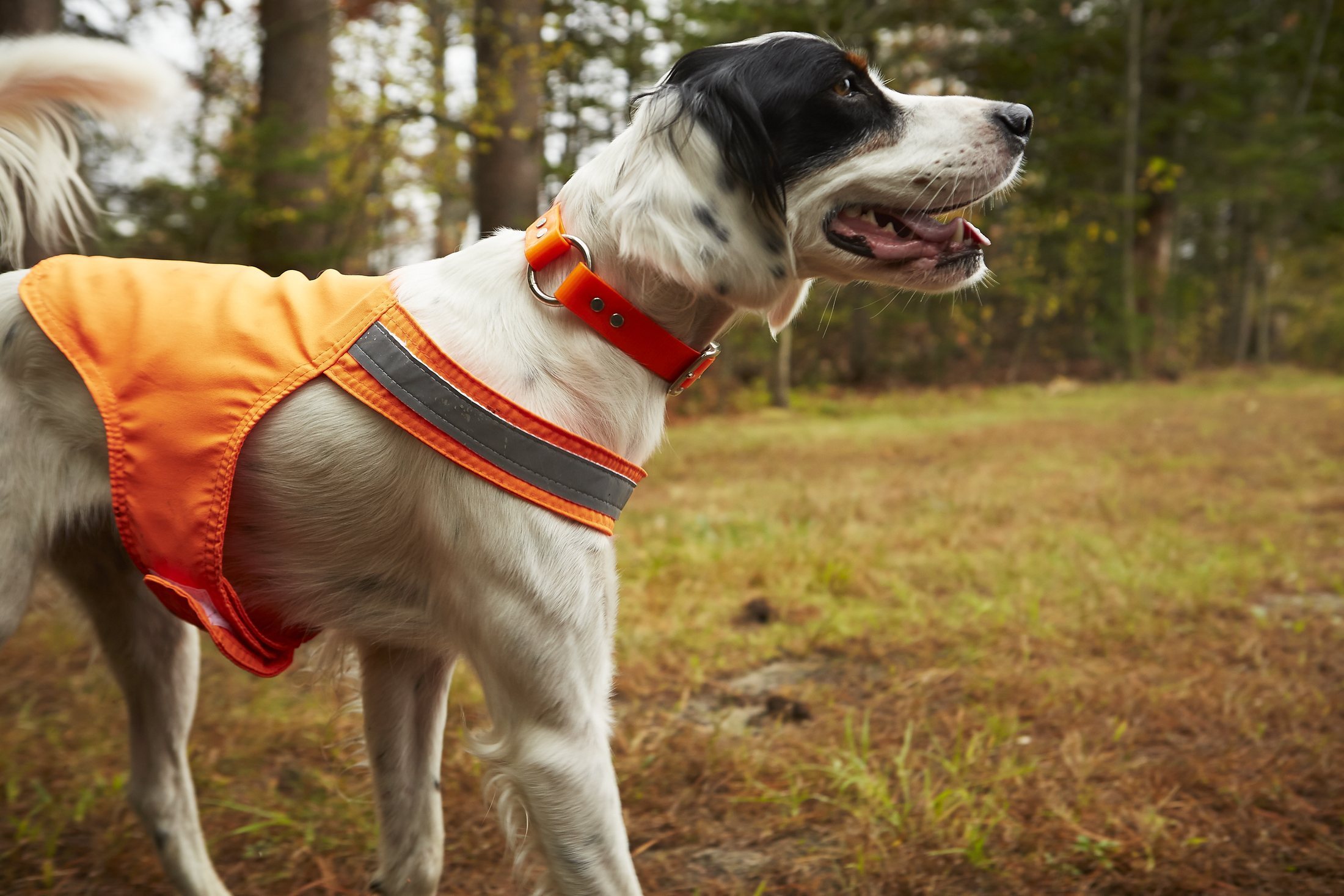 Close portrait of a bird dog in a blaze-orange safety vest, autumn woods, hunting lifestyle photography by Rory Scranton.