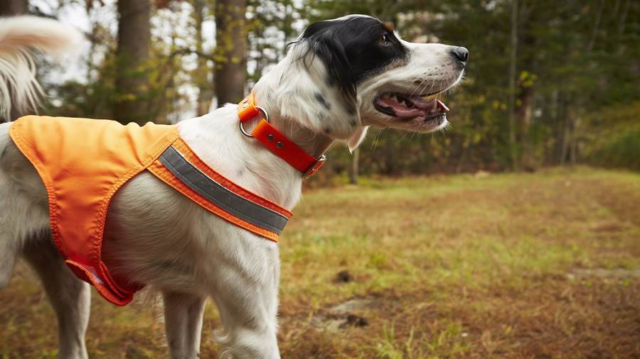 Close portrait of a bird dog in a blaze-orange safety vest, autumn woods, hunting lifestyle photography by Rory Scranton.