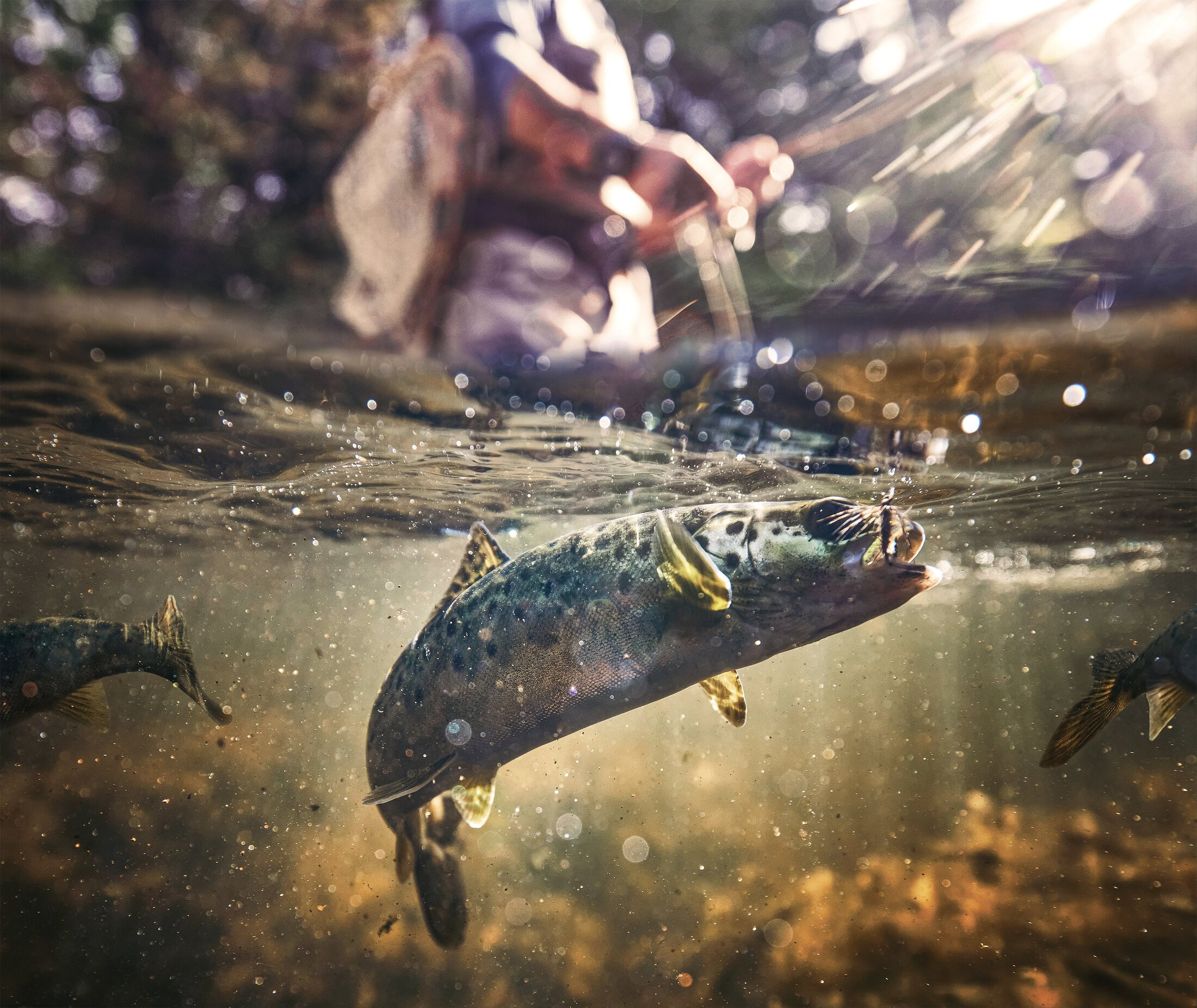 Underwater split shot of a trout taking a dry fly, fly fishing photography by Rory Scranton.